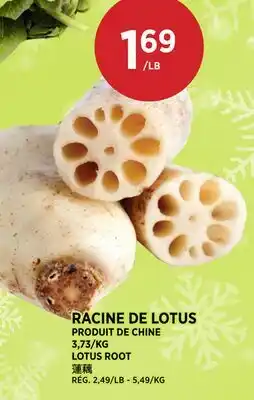 Kim Phat LOTUS ROOT offer