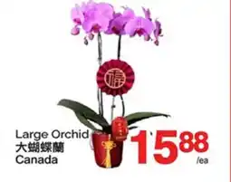 T&T Supermarket LARGE ORCHID offer