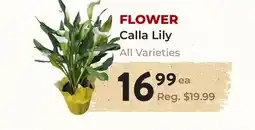 Marche Leo's FLOWER Calla Lily offer