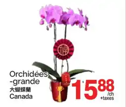 T&T Supermarket ORCHIDÉES -GRANDE offer