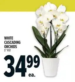 Metro White cascading orchids offer
