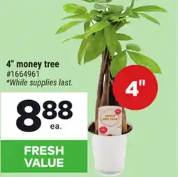 Giant Tiger 4 money tree offer