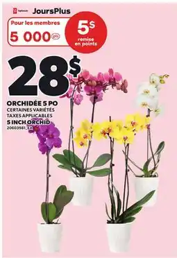 Provigo 5 INCH ORCHID offer