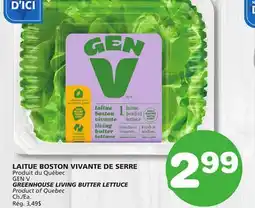 Marches Tradition GEN V GREENHOUSE LIVING BUTTER LETTUCE offer