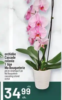 Metro ORCHIDÉE CASCADE COLORÉE 1 TIGE MA BOUQUETERIE | MA BOUQUETERIE CASCADING COLORED ORCHID offer