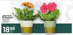 Metro PLANTE FLEURIE MA BOUQUETERIE | MA BOUQUETERIE BLOOMING PLANT offer