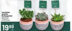 Metro SUCCULENTES ASSORTIES MA BOUQUETERIE | MA BOUQUETERIE ASSORTED SUCCULENT offer