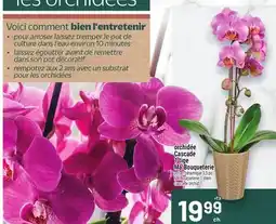 Metro ORCHIDÉE CASCADE 1 TIGE MA BOUQUETERIE | MA BOUQUETERIE 1 STEM CASCADE ORCHID offer