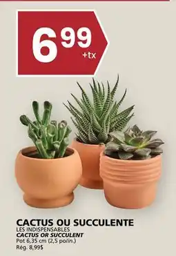 Rachelle-Bery Grocery LES INDISPENSABLES CACTUS OR SUCCULENT offer