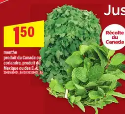 Maxi MENTHE OU CORIANDRE offer