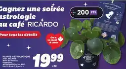 IGA AVEC MÉLANIE ASTROLOGICAL PLANT offer