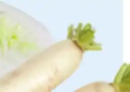 Walmart Lo Bok offer