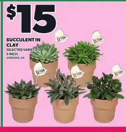 Loblaws SUCCULENT IN CLAYCLAY, 5 INCH offer