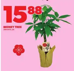Loblaws MONEY TREE offer