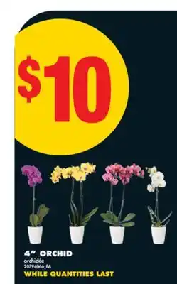 No Frills 4 ORCHID offer