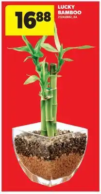 Real Canadian Superstore LUCKY BAMBOO offer