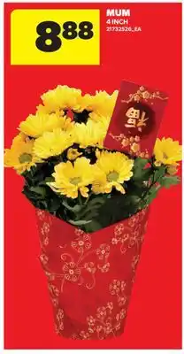 Real Canadian Superstore MUM, 4 INCH offer