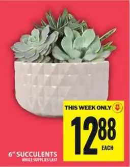 Food Basics 6 SUCCULENTS offer
