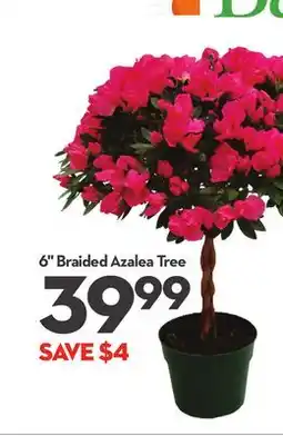 Longo's 6 Braided Azalea Tree offer