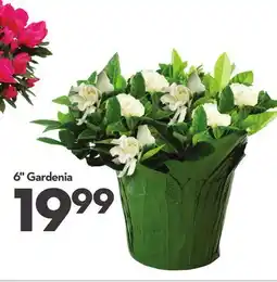 Longo's 6 Gardenia offer