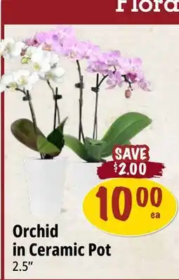 Farm Boy Orchid in Ceramic Pot offer
