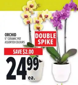 Metro DOUBLE SPIKE ORCHID offer