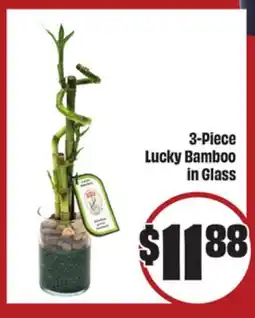FreshCo 3-Piece Lucky Bamboo in Glass - LNY offer