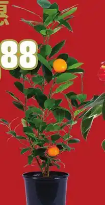 FreshCo Calamondin 6 Pot - LNY offer