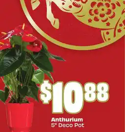 FreshCo Anthurium - LNY offer