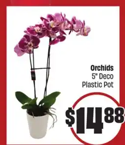 FreshCo Orchids 5 Deco Plastic Pot - LNY offer