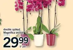 Fortinos DOUBLE SPIKED MAGNIFICA ORCHID offer