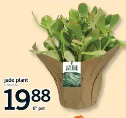 Fortinos JADE PLANT, 6 POT offer