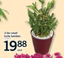 Fortinos 3 TIER SMALL LUCKY BAMBOO offer