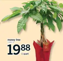 Fortinos MONEY TREE, 1 quart offer
