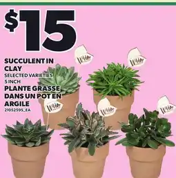 Independent Grocer SUCCULENT IN CLAY, 5 INCH offer