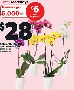 Independent Grocer 5 INCH ORCHID offer