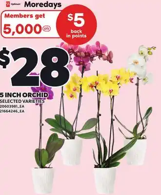 Independent Grocer 5 INCH ORCHID offer