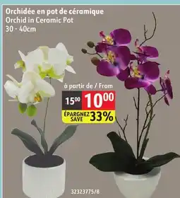 Sushi Shop Orchid in Ceramic Pot offer
