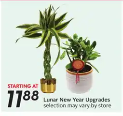 Sobeys Lunar New Year Upgrades offer