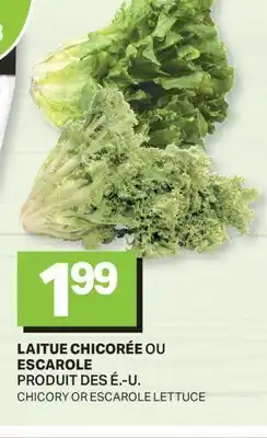 L'Intermarché LAITUE CHICORÉE OU ESCAROLE | CHICORY OR ESCAROLE LETTUCE offer