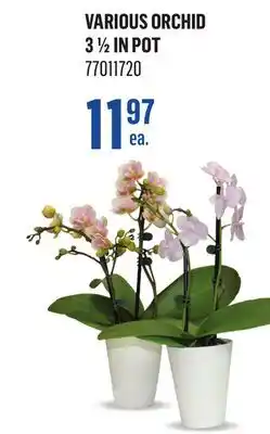 Canac VARIOUS ORCHID 3 1/2 IN POT offer