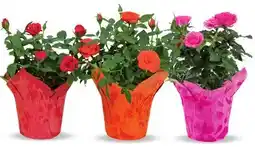 Canac ROSE WITH 4 IN POT COVER offer