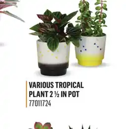 Canac VARIOUS TROPICAL PLANT 2 1/2IN POT offer