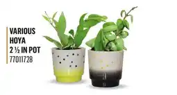 Canac VARIOUS HOYA 2 1/2 IN POT offer