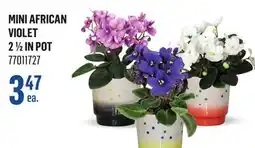 Canac MINI AFRICAN VIOLET 2 1/2IN POT offer
