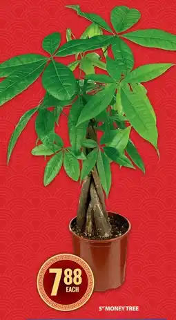 Food Basics 5" money tree offer
