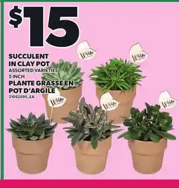 Independent City Market SUCCULENT IN CLAY POT, 5 INCH offer