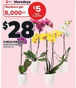 Independent City Market 5 INCH ORCHID offer