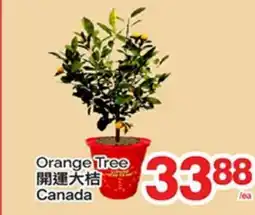 T&T Supermarket ORANGE TREE offer