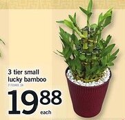 Loblaws 3 tier small lucky bamboo offer